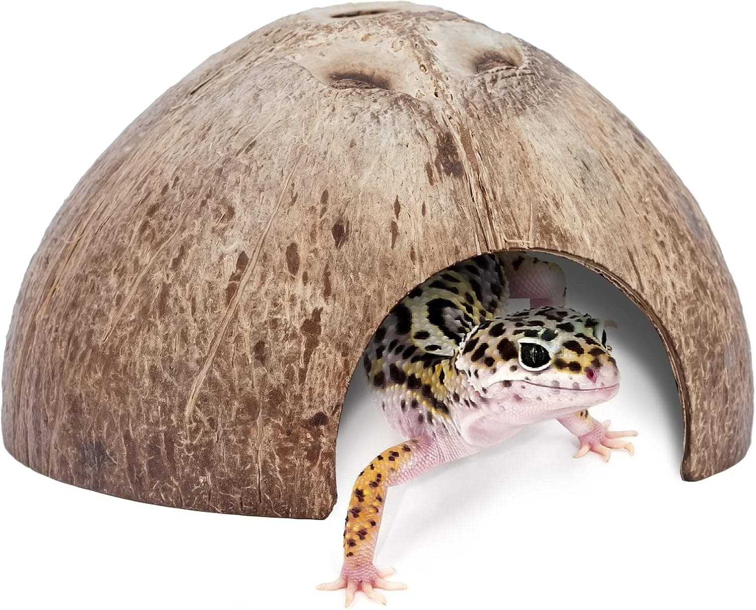Natural coconut shell hide for small reptiles